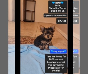 Yorkshire Terrier Puppy for sale in TUCSON, AZ, USA