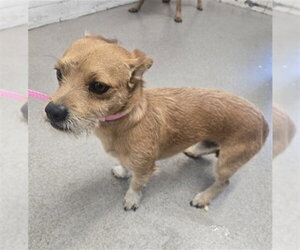 Norfolk Terrier-Unknown Mix Dogs for adoption in San Bernardino, CA, USA