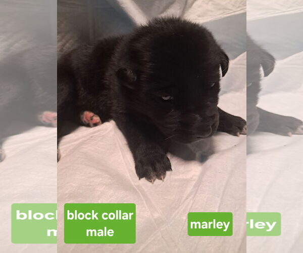 Medium Photo #2 Shepradors Puppy For Sale in Princeton, MN, USA