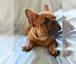 ADORABLE ARCHIE - Male French Bulldog Puppy for Sale - Photo #7