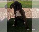 Puppy Puppy 4 Boxer