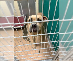 American Bulldog-Unknown Mix Dogs for adoption in Texas City, TX, USA