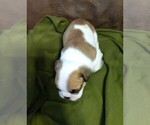 Small Photo #3 English Bulldog Puppy For Sale in HOLDEN, MO, USA