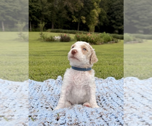 Medium Photo #22 Poodle (Standard) Puppy For Sale in CORYDON, IN, USA