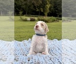 Small #21 Poodle (Standard)