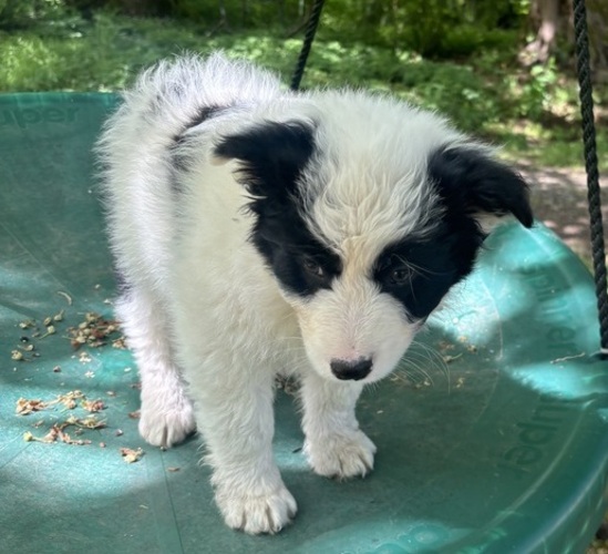 Medium Photo #3 Border-Aussie Puppy For Sale in ENUMCLAW, WA, USA