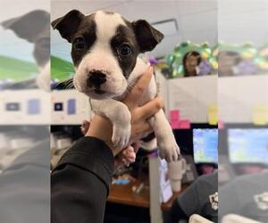 Mutt Dogs for adoption in Houston, TX, USA