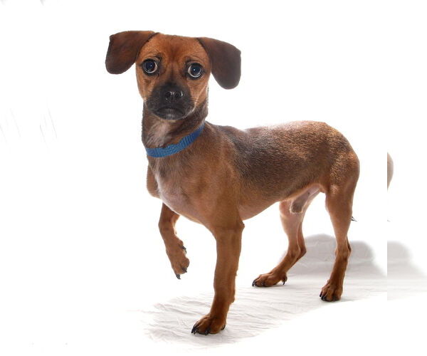 Medium Photo #5 Chihuahua-Unknown Mix Puppy For Sale in Oakland Park, FL, USA