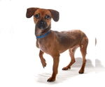 Small #4 Chihuahua Mix