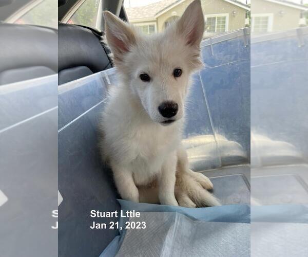 Medium Photo #3 Samoyed-Siberian Husky Mix Puppy For Sale in ENCINO, CA, USA