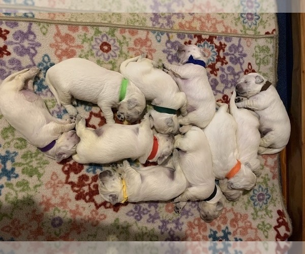 Medium Photo #4 English Cream Golden Retriever Puppy For Sale in MARSHFIELD, WI, USA