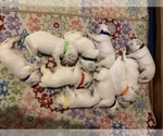 Small #3 English Cream Golden Retriever