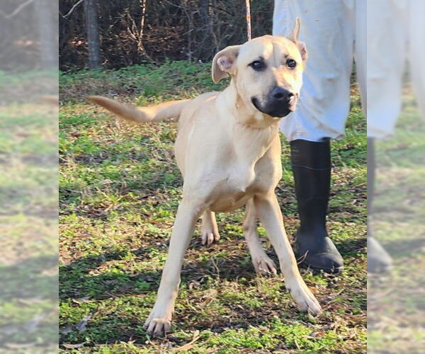 Medium Photo #3 Labrador Retriever-Unknown Mix Puppy For Sale in Wetumpka, AL, USA