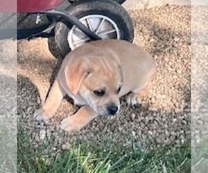 Miniature Australian Shepherd-Puggle Mix Puppy for sale in ARTHUR, IL, USA