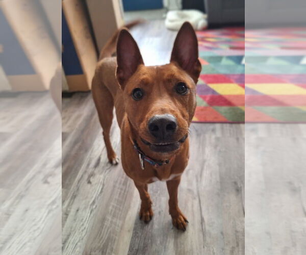 Medium Photo #20 American Pit Bull Terrier-Siberian Husky Mix Puppy For Sale in The Woodlands, TX, USA