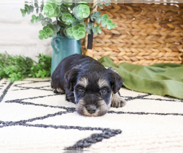 Medium Photo #1 Schnauzer (Miniature) Puppy For Sale in SYRACUSE, IN, USA
