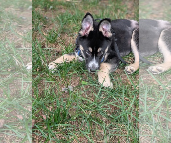 Medium Photo #6 Siberian Husky-Unknown Mix Puppy For Sale in Holly Springs, NC, USA