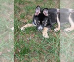 Small #5 Siberian Husky Mix