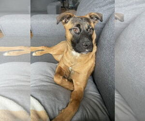 Raven - Female Mutt Dog for Adoption - Photo #5