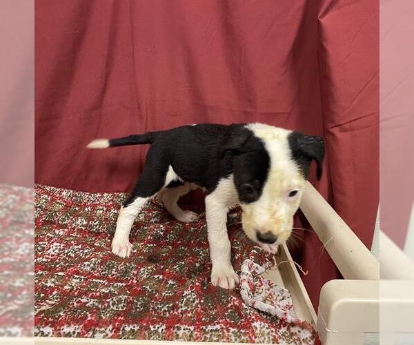 Medium Photo #1 Staffordshire Bull Terrier Puppy For Sale in Modesto, CA, USA