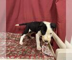 Small Staffordshire Bull Terrier