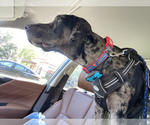 Small Photo #14 Catahoula Leopard Dog-Dalmatian Mix Puppy For Sale in THOUSAND OAKS, CA, USA