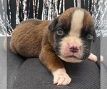 Small #5 Boxer