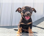 Cricket - ADOPTION IN PROCESS - Female Chihuahua-Unknown Mix Dog for Adoption - Small photo
