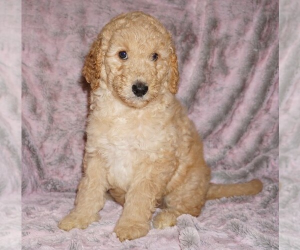 Medium Photo #5 Labradoodle mix (+ Poodle Standard) Puppy For Sale in LA HABRA, CA, USA