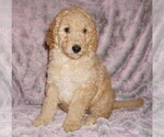 Small #4 Labradoodle mix (+ Poodle Standard)