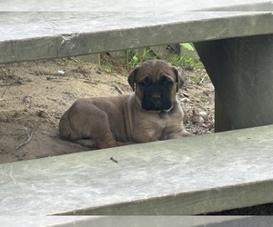 Mastiff Puppy for sale in DOVER, TN, USA