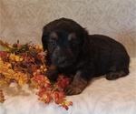 Puppy Ivy Aussiedoodle Toy