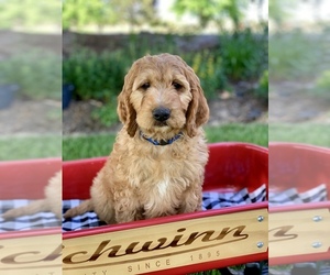 Irish Doodle Puppy for sale in WOOSTER, OH, USA