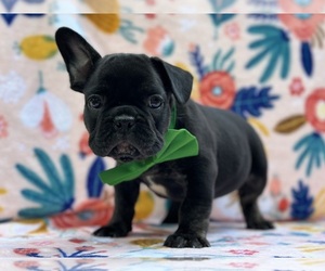 French Bulldog Puppy for sale in LANCASTER, PA, USA