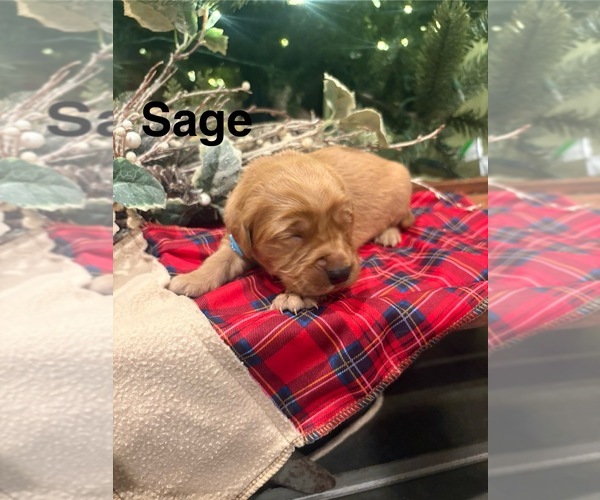 Medium Photo #7 Golden Retriever Puppy For Sale in MARSHFIELD, MO, USA