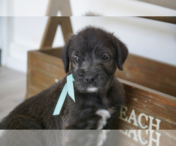 Medium Photo #9 Doodle-Great Dane Mix Puppy For Sale in PALM COAST, FL, USA