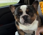 Small French Bulldog
