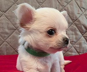 Chihuahua Puppy for sale in JACKSONVILLE, FL, USA