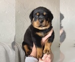 Small #48 Rottweiler