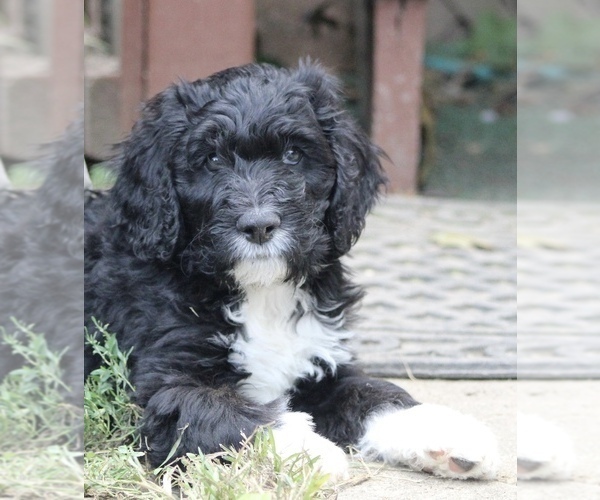 Medium Photo #2 Bernedoodle Puppy For Sale in CHRISTIANA, PA, USA