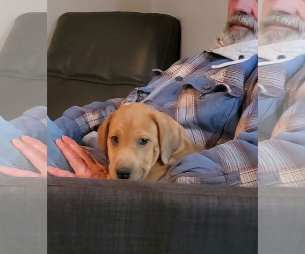 Medium Photo #6 Catahoula Leopard Dog-Unknown Mix Puppy For Sale in New London, WI, USA