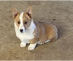 Small #2 Pembroke Welsh Corgi