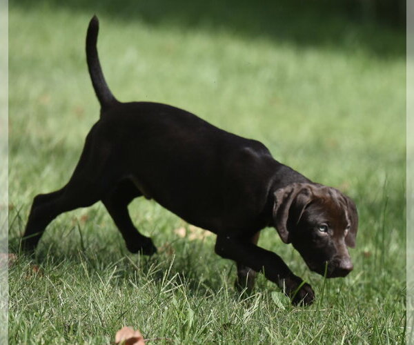 Medium Photo #5 Chocolate Labrador retriever-Pointer Mix Puppy For Sale in Mechanicsburg, PA, USA