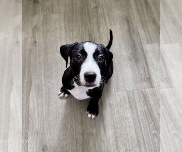 Medium Photo #1 Mutt Puppy For Sale in Springdale, PA, USA