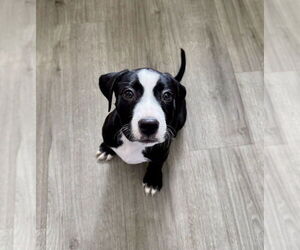 Mutt Dogs for adoption in Springdale, PA, USA