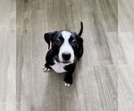 Small Mutt