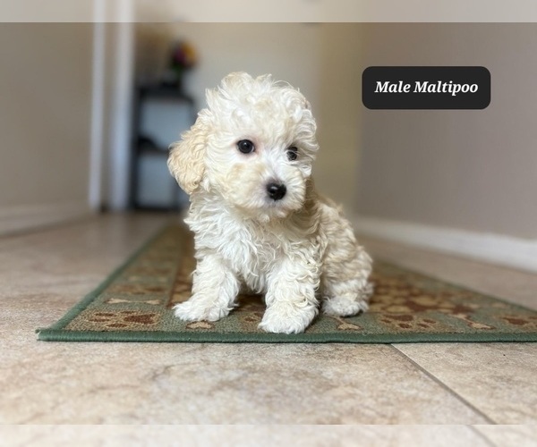 Medium Photo #3 Maltipoo Puppy For Sale in TUCSON, AZ, USA