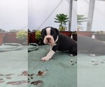 Small #5 Boston Terrier