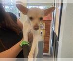 Small Chihuahua