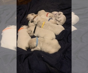 Golden Retriever Puppy for sale in BOUNTIFUL, UT, USA